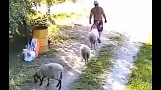 goat gang 🐐🐐