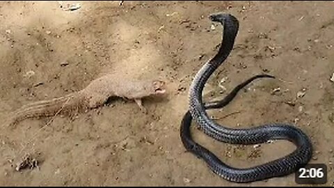 "Mongoose vs. Huge Black Cobra: Epic Showdown in the Wild