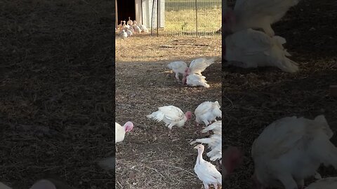 Kung Fu Turkeys! #turkeys #farmlife
