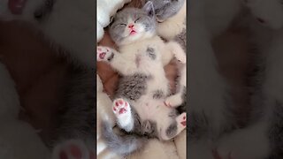 CAT VIDEO