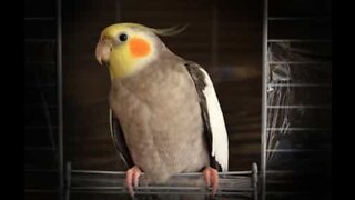 Cockatoo tries to learn new song