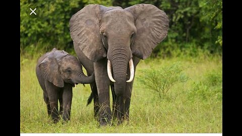 The elephant and his baby