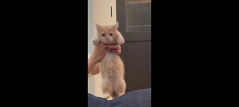 funny_cat_😸_cute_cat_videos_