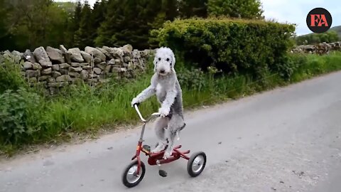 Dog riding a bike. Very funny