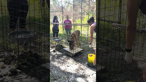 Max tiger gets vaccinated!