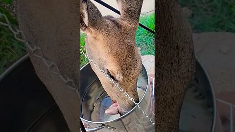 Boiling a deer head #shorts #deer #deerhunting