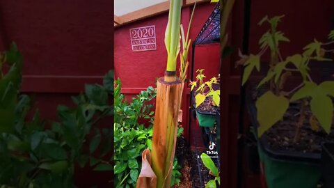 Dwarfing Banana Plants/ Controlling Banana Plant Size