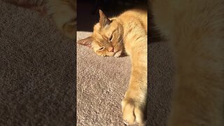 Cat Meowing as he Lays in Sun ☀️🐱