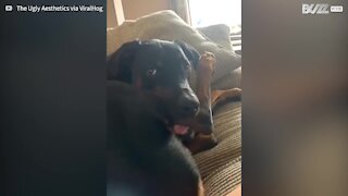 Ce chien mordille sa propre patte