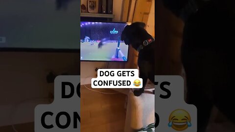 DOG GETS CONFUSED 😂