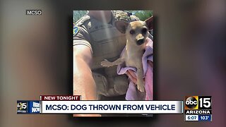 Dog suffers broken spine after being thrown from car