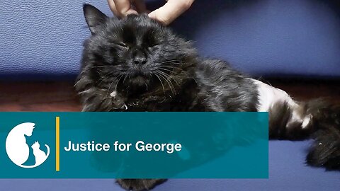 Seeking Justice for George the Cat, Maimed by a Shotgun