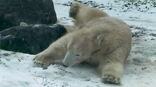 Animals at Maryland Zoo enjoy snow day