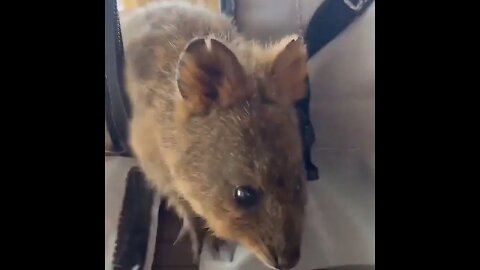 Cute funny Quokka -135