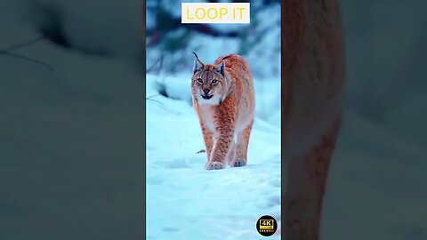 Canada Lynx Animal 4K Ultra HD - lynx 4k uhd video, discover the beauty of lynx 4k wildlife animals