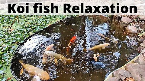 Koi Fish Relaxation- beautiful koi pond