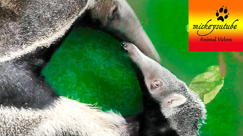 Anteater Mother Wrestling Youngster - Snouts And Tongue
