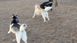 Labrador Flaunts Large Stick, Goads Huskies into Chase