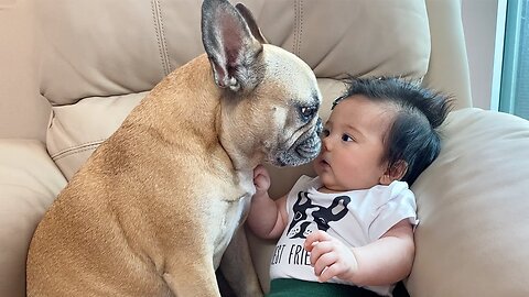 My Dogs Fall In Love With Our Baby _ The Full Story