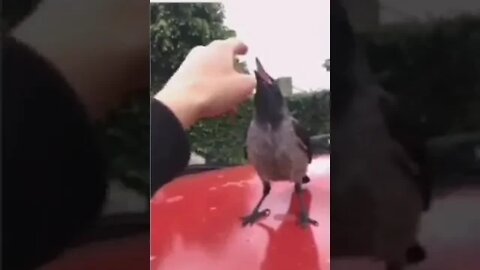 Guy and this bird fight every single morning