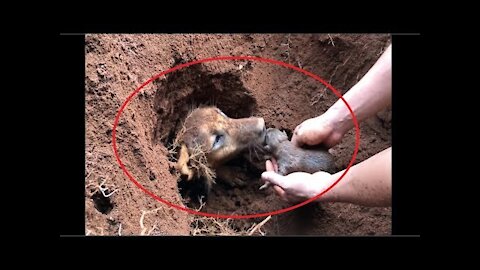 Rescue 9 newborn puppies in the ground - Howl Of A Dog Rescue 🐾 🐾 🐾