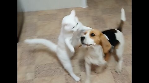 Beagle and kitten playing at home