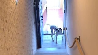 Super Smart Dog Learns How To Potty Outside On His Own