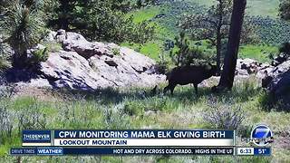 Wildlife officials keeping an eye on pregnant elk on Lookout Mountain