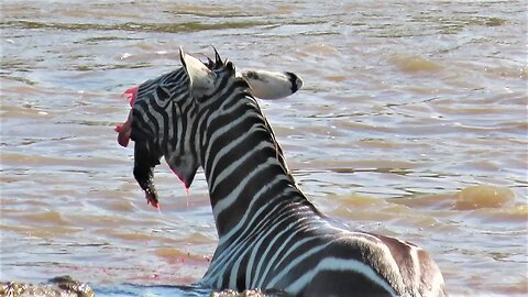 Crocodiles bite zebra's face on safari in Kenya, Africa