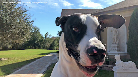 Funny Great Dane Bounces In Front Of The Camera For Closeups