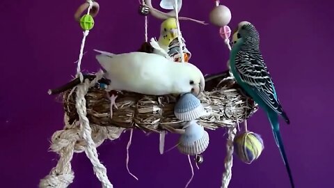 Budgies and Cockatiel Birds Playing and Feeding