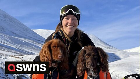 Pair of cocker spaniels complete 90 munros in one year and love camping with their own sleeping bags