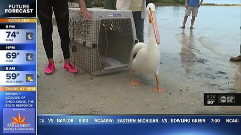 Pelicans reunited with colony in Fort DeSoto