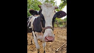 Holstein Cattle