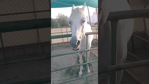 #horse #shortfeed #shortfi #kuwaitcity #shortvideo #shortfeed #shortvideo #viralshort #viral #video