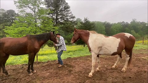 Messy Marvin (aka Grooming Ripley the Horse) | Hamish & Kyloe Ep. 410