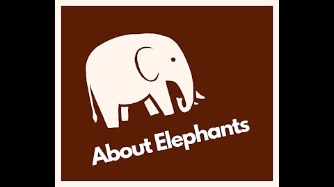 About Elephants