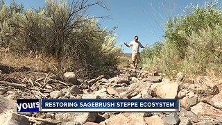 Bruneau Owyhee Sage Grouse habitat project aims to remove juniper trees