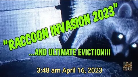 Raccoon Invasion & Eviction 2023