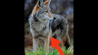 Hunting Coyotes #shorts #animal #07