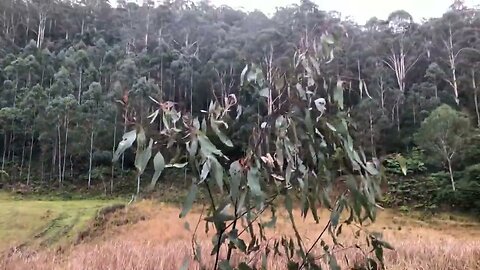 Eucalyptus seedlings planted on creek flat growing well. Planted 2 years and 9 months ago