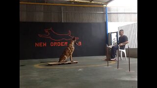 Adestramento - Obediência Avançada - New Order K9 #adestramento #dogtraining #petslovers #malinois