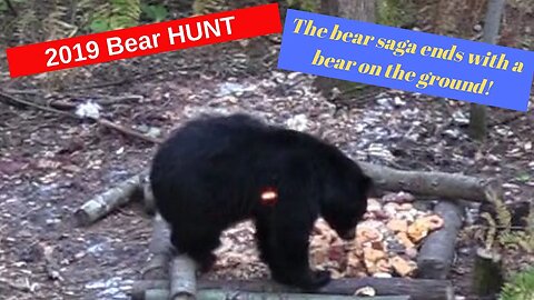 Minnesota bear hunting saga | bowhunting bears