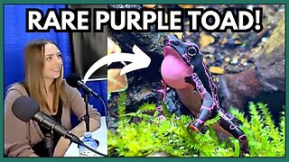 Breeding RARE Purple Toads! 2nd Person in the World!