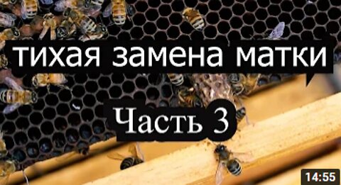 Пасека Apiary #29 How to use Silent Swap queen cells - Silent Swap. Beekeeping breeding queens