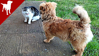 My new Dog and old Cat - Kokoni Dog Breed