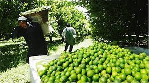 Lime Fruit Cultivation Technology - Asian Green Lemon Farming and Harvest