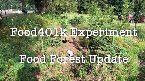 Food 401k Experiment // Food Forest Update// AZOMITE