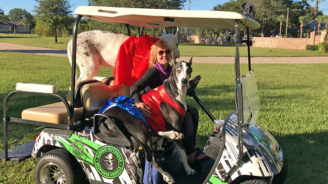 Wonder Woman Great Dane Sits Like a Person in Golf Cart