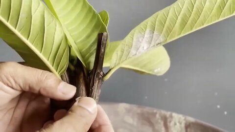 How To Grow Guava Tree Small Cutting with Leaf